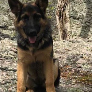 Meet your Posher, Dennis